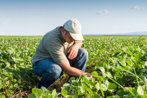 Diventare imprenditore agricolo professionale (IAP)
